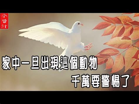 門口有死鳥